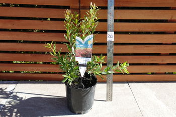150mm Callistemon Red Alert